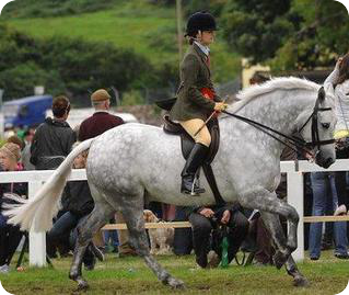 horse_showing